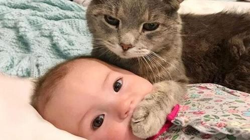 家里多了个宝宝，猫咪竟成“全职保姆”！究竟发生了什么？