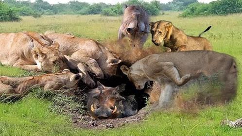 “猪窝”惊现离奇事件！神秘猛兽大闹“猪府”，一掏一个准！