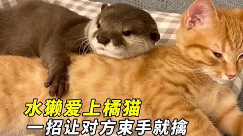 橘猫竟被神秘生物 “包养”，真相曝光全网炸锅！镜头记录全程！