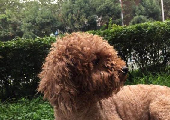寻找宠物好去处——探访以遵义狗市（以遵义哪里有卖狗的）