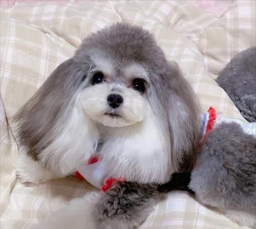 阜阳卖泰迪的在哪里啊多少钱？购买泰迪犬需要注意什么？
