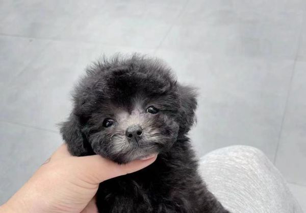 阜阳卖泰迪的在哪里啊多少钱？购买泰迪犬需要注意什么？