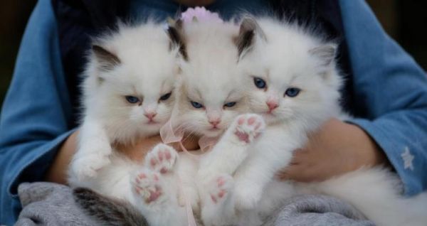 猫咪名字的意义（以宠物为主的情感表达）