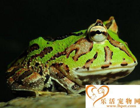 角蛙有毒吗 角蛙最好不要上手一起玩耍