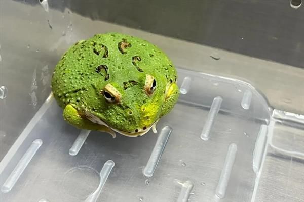 怎么养角蛙，幼蛙每隔3-4天饲喂一次