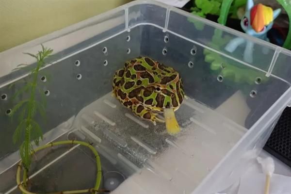 怎么养角蛙，幼蛙每隔3-4天饲喂一次