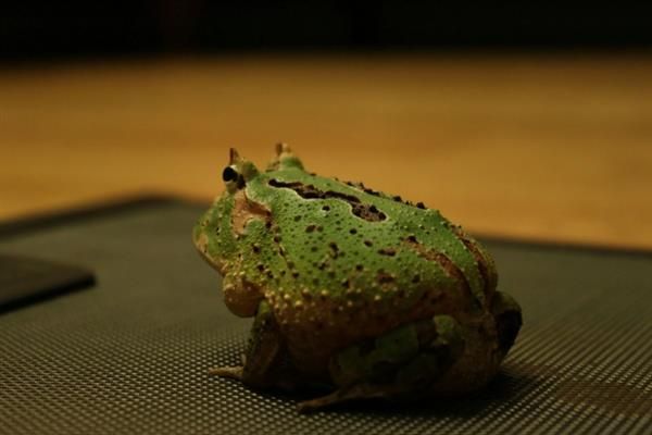 怎么养角蛙，幼蛙每隔3-4天饲喂一次