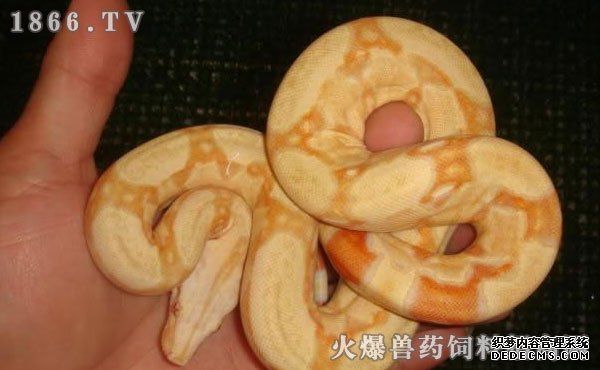  宠物蛇养殖技术