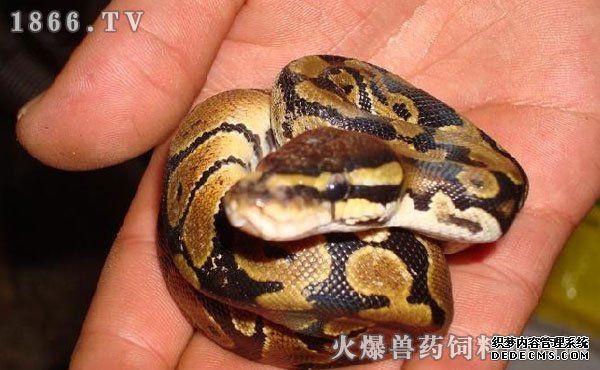 宠物蛇常见的喂食问题