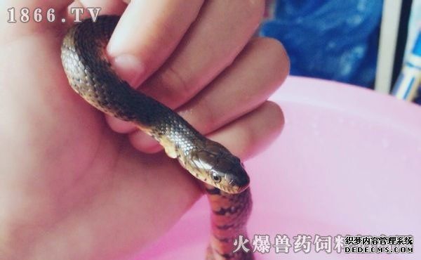  宠物蛇的饲养