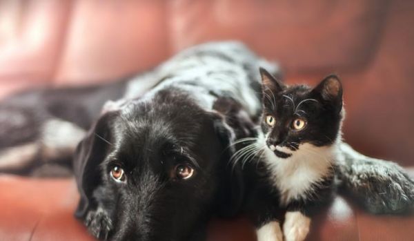 小猫需要和哪些宠物一起养（探寻小猫与不同宠物的合适组合关系）