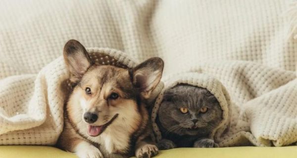 小猫需要和哪些宠物一起养（探寻小猫与不同宠物的合适组合关系）