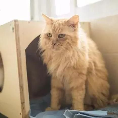 猫咪热衷燕窝：如何科学喂养宠物的奢华美食