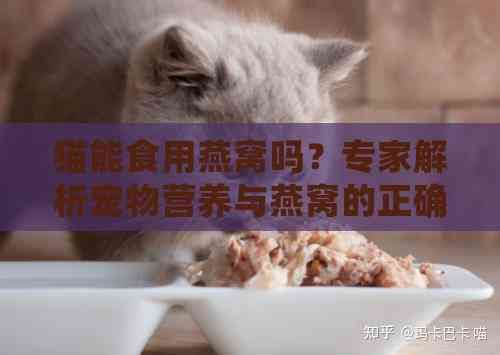 猫能食用燕窝吗？专家解析宠物营养与燕窝的正确喂食方法