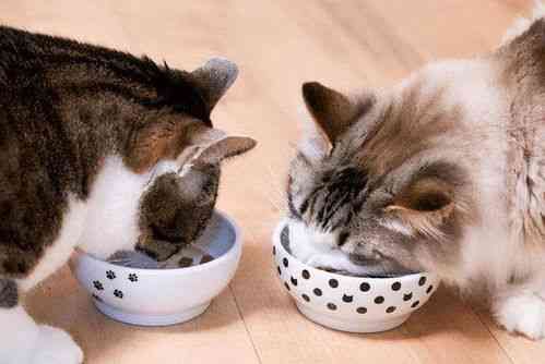 猫能食用燕窝吗？专家解析宠物营养与燕窝的正确喂食方法