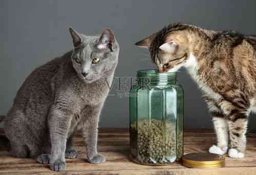 猫能食用燕窝吗？专家解析宠物营养与燕窝的正确喂食方法