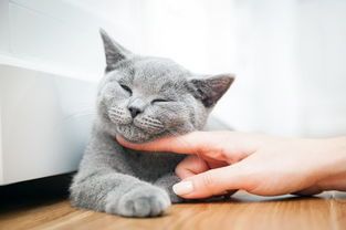 猫能食用燕窝吗？专家解析宠物营养与燕窝的正确喂食方法