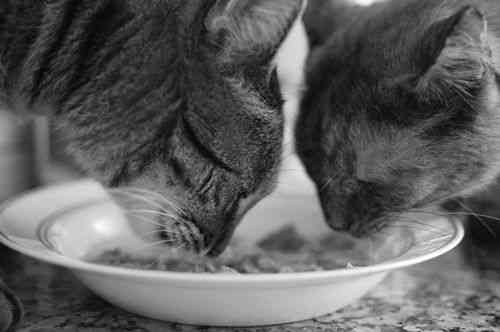 猫能食用燕窝吗？专家解析宠物营养与燕窝的正确喂食方法