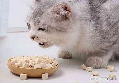 猫能食用燕窝吗？专家解析宠物营养与燕窝的正确喂食方法