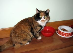 猫能食用燕窝吗？专家解析宠物营养与燕窝的正确喂食方法