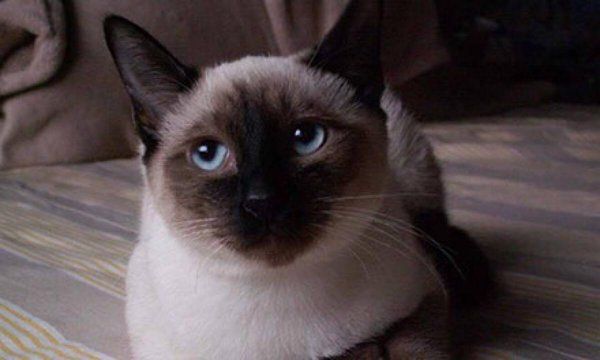 世界上最可爱的猫前十名