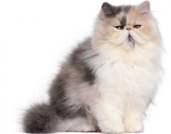 世界上最可爱的猫前十名