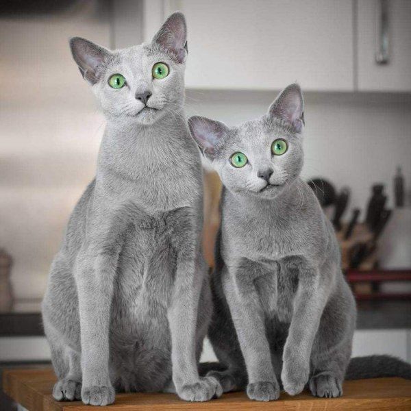 世界上最可爱的猫前十名