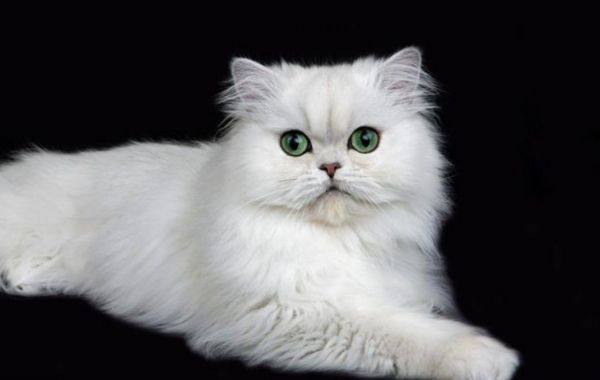 最可爱的宠物猫排名