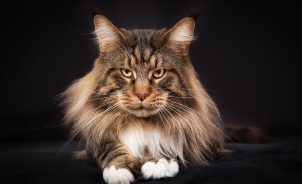最可爱的宠物猫排名