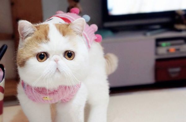 最可爱的宠物猫排名