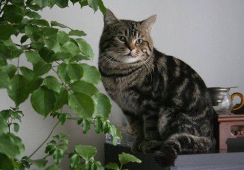 如何预防猫咪泪腺