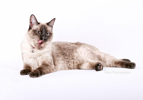 猫咪的基础美容有哪些