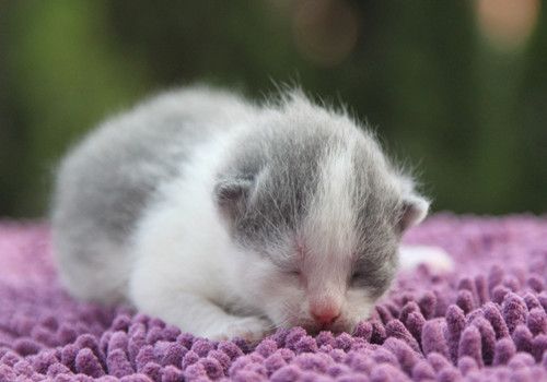 猫咪眼部怎么护理