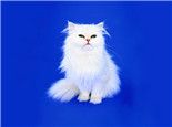 波斯猫流眼泪的原因