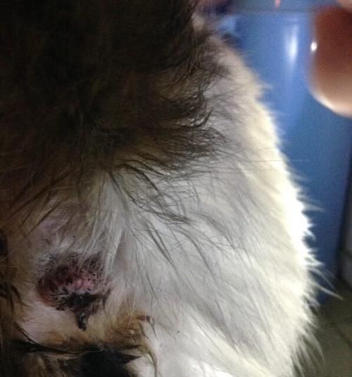 为什么要给猫咪挤肛门腺（了解肛门腺的重要性）