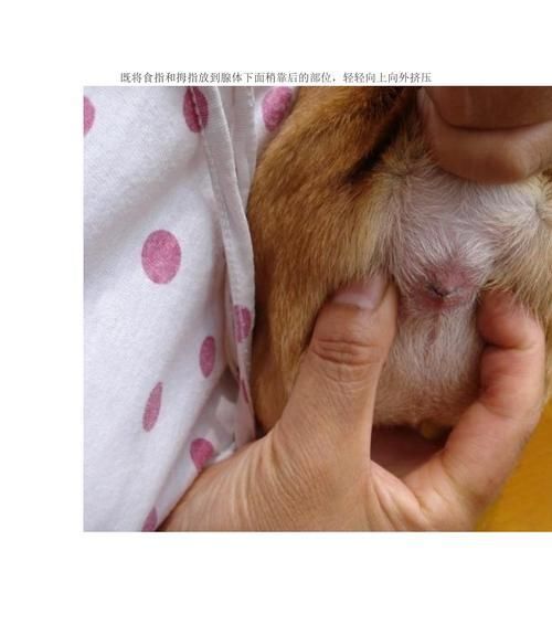 为什么要给猫咪挤肛门腺（了解肛门腺的重要性）