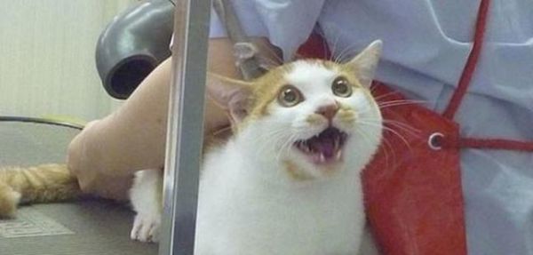 猫咪肛门腺能切除吗？手术风险和术后护理是什么？