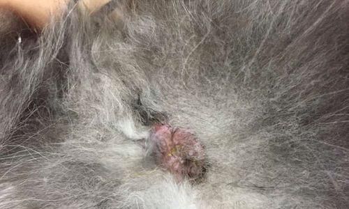 猫咪肛门腺能切除吗？手术风险和术后护理是什么？