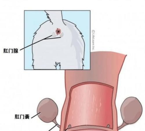 如何治疗猫咪舌腺下囊肿和耵聍腺囊肿（掌握治疗方法）