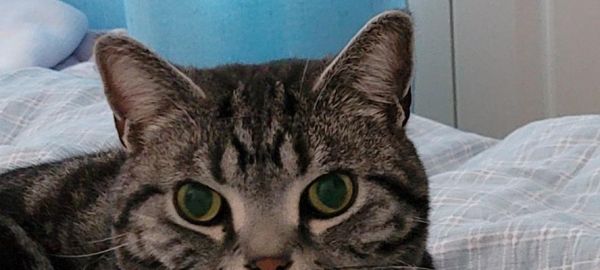 如何治疗猫咪舌腺下囊肿和耵聍腺囊肿（掌握治疗方法）