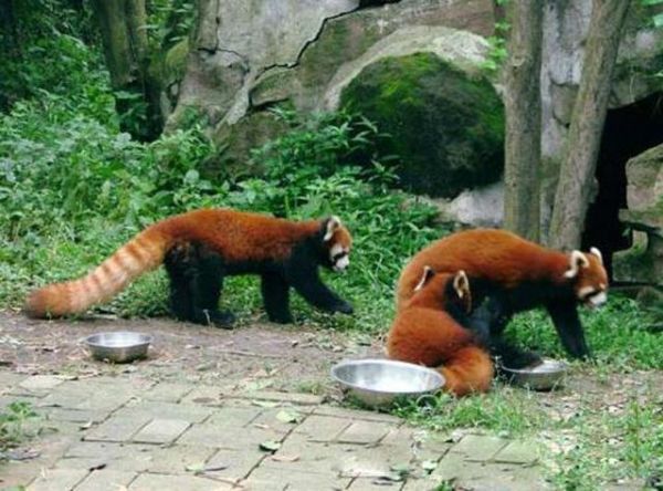 浣熊可以当宠物养吗，它和小熊猫的区别是什么