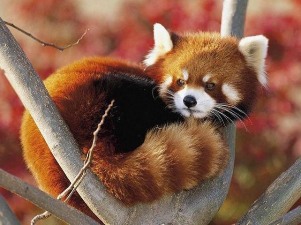 浣熊可以当宠物养吗，它和小熊猫的区别是什么