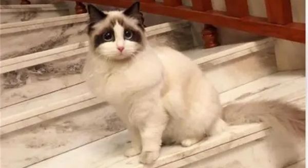 什么叫浣熊布偶猫