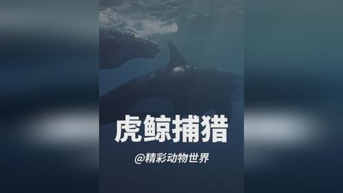虎鲸智取大翅鲸幼崽