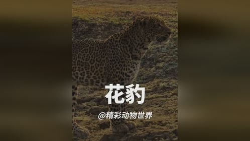 花豹的小心思被发现了