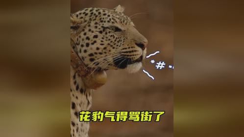 花豹气得骂街了