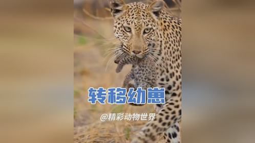 花豹转移幼崽，担心的事情还是发生了