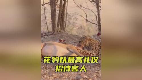 花豹以最高礼仪来招待客人