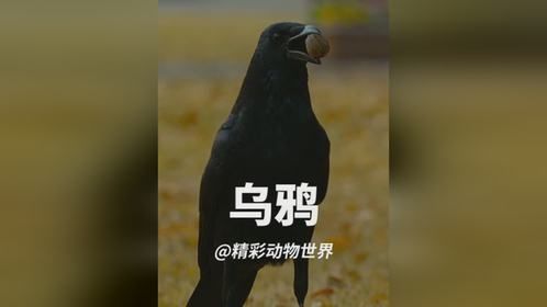 聪明的乌鸦会把人类的工具当工具