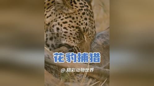 花豹又变身成打工豹了